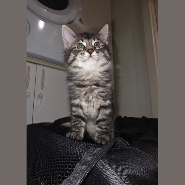 Photo of Talon