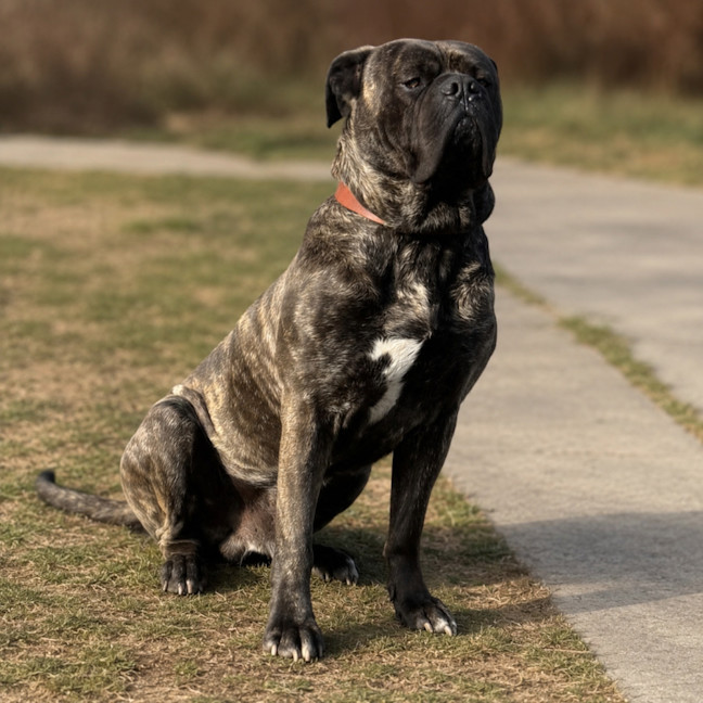 Photo of Moose