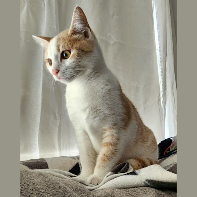 Photo of Nigella   Located In Bundoora