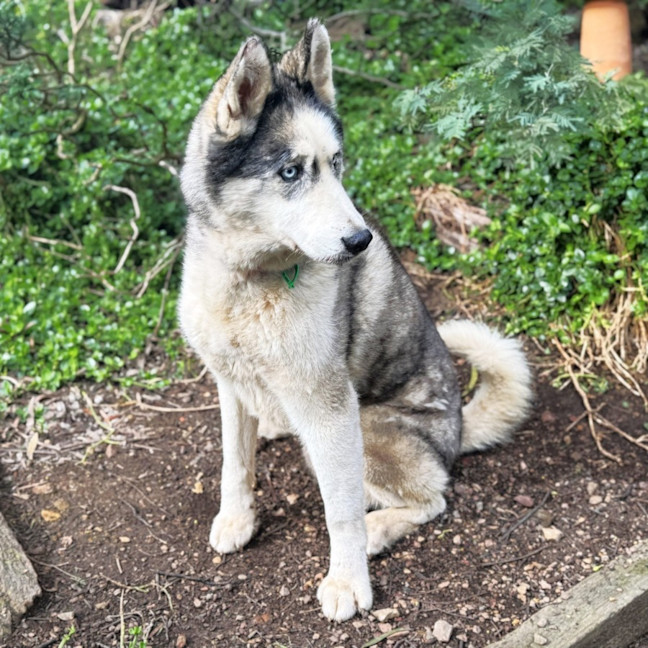 Photo of Oska