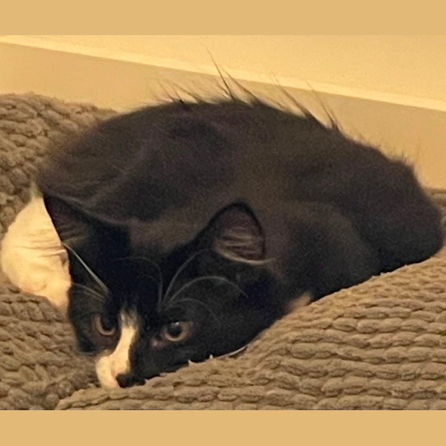 Photo of Sylverster & Gus