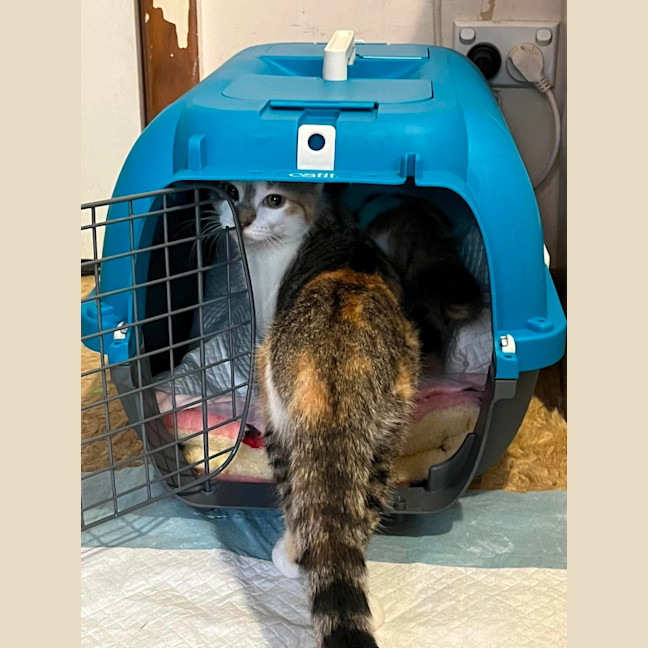 Photo of Gizmo