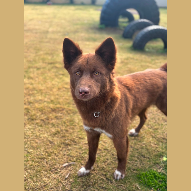 Photo of Bear 🐻 18 Mo Dingo Hybrid