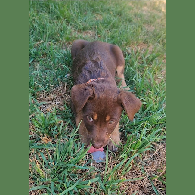 Photo of Stella