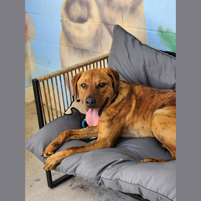 Photo of 🍪 Scooby 6714 🍪