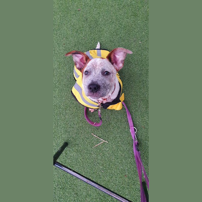 Photo of Muffin