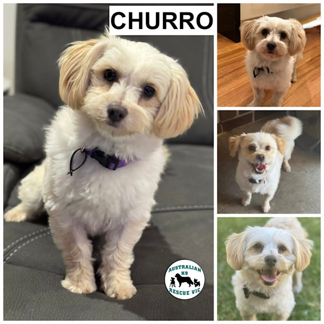 Photo of Churro 