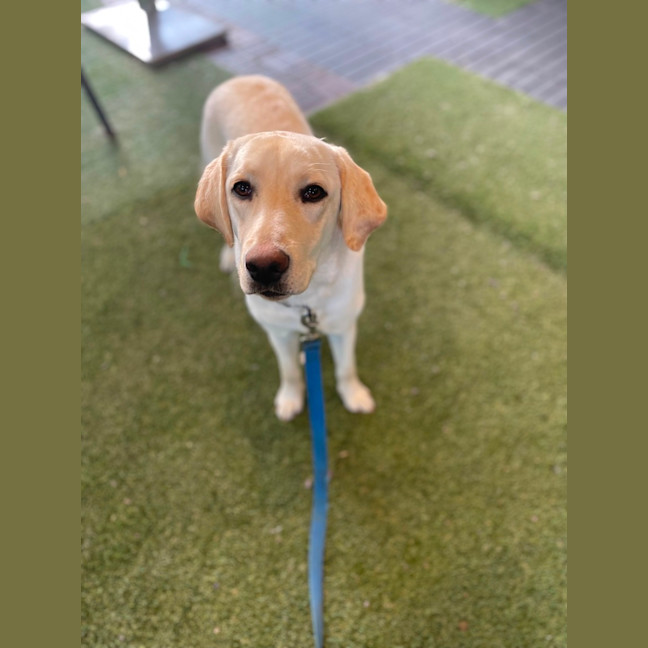 Photo of Honey