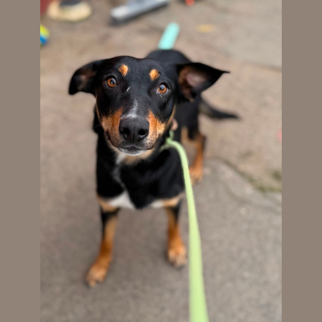 Photo of Indie