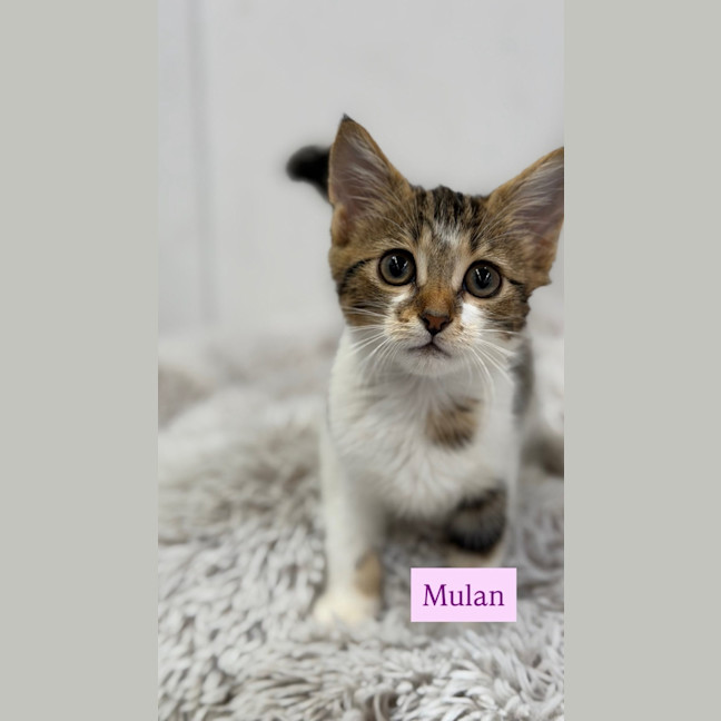 Photo of Mulan