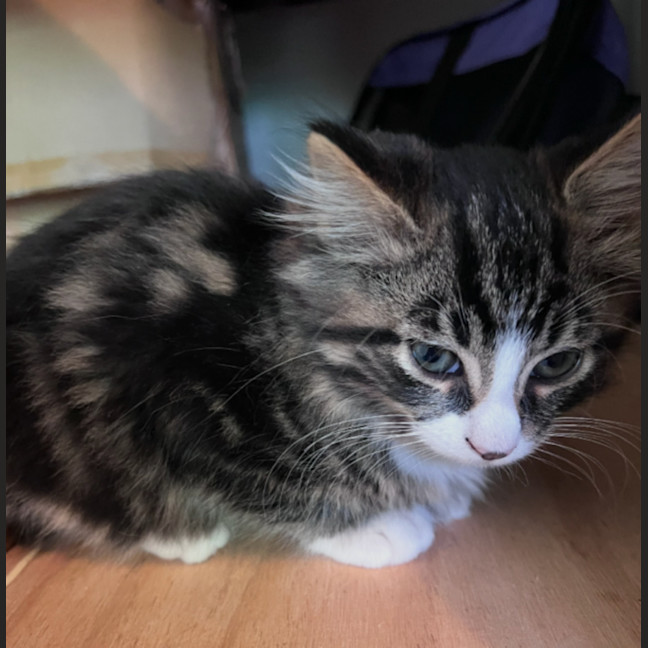 Photo of Jasper