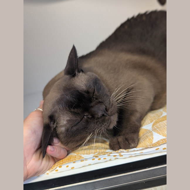 Photo of Milo