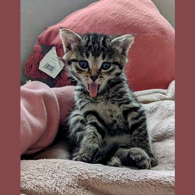 Photo of Rosie & Bailey 