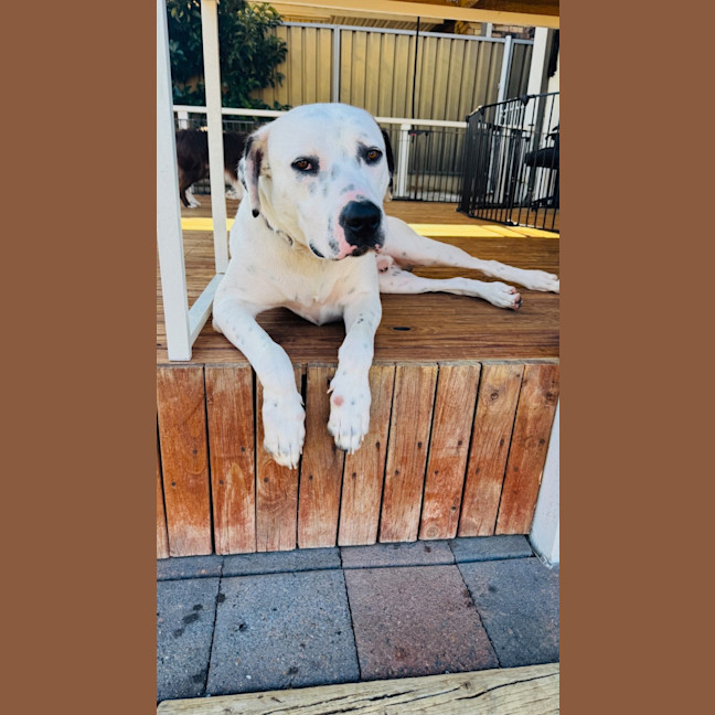 Photo of Spot 