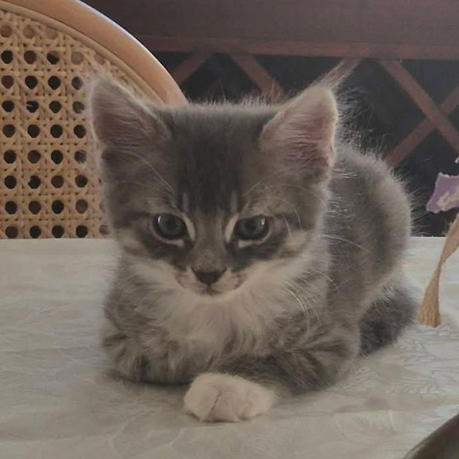 Photo of Chai