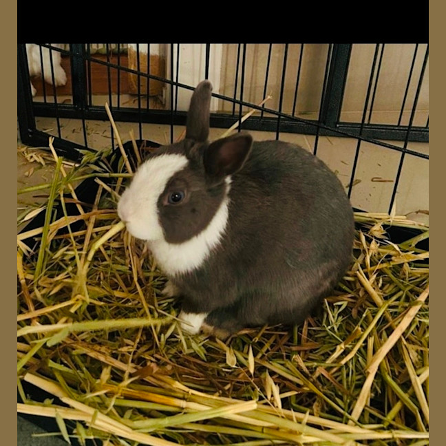 Photo of Arlo