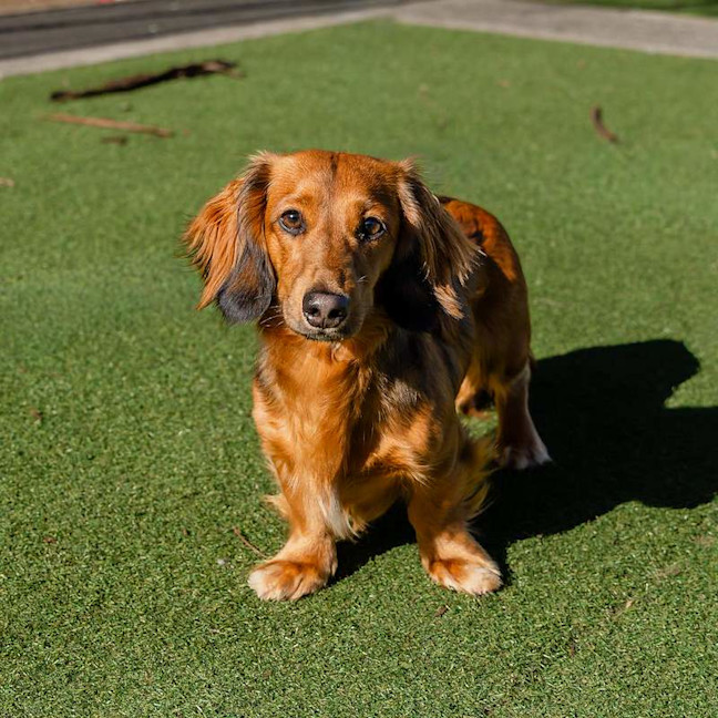 Photo of Dash