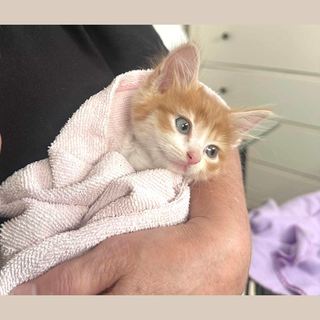 Photo of Cheeto