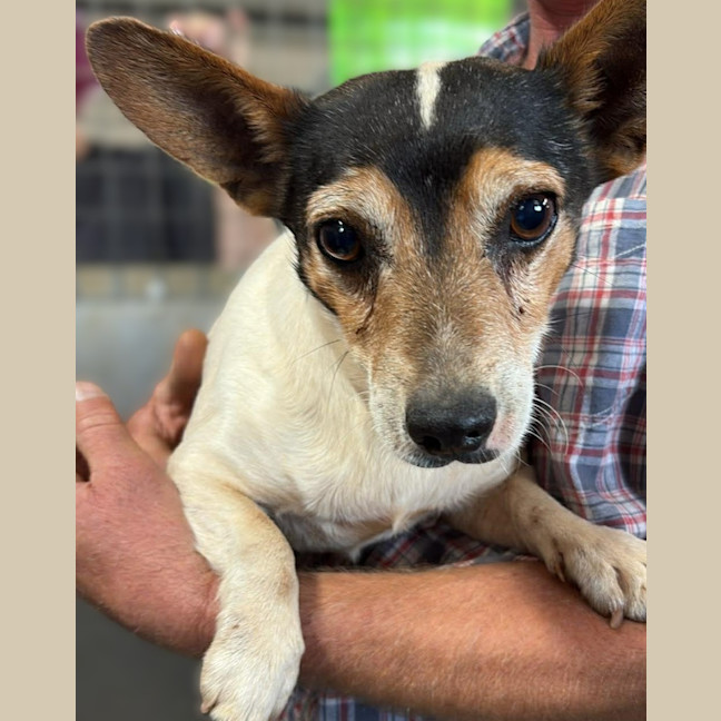 Photo of Poncho