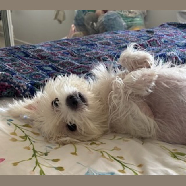 Photo of Poppy