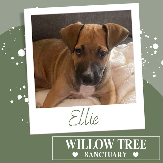 Photo of Ellie