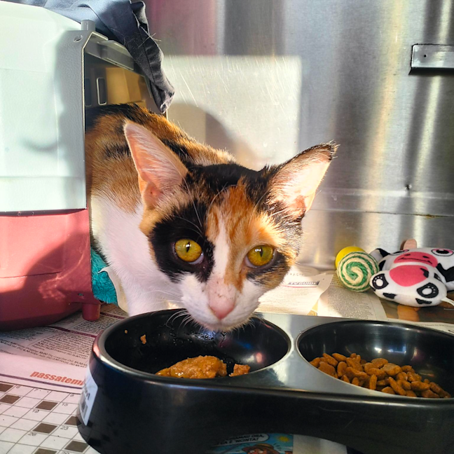 Photo of Pebbles
