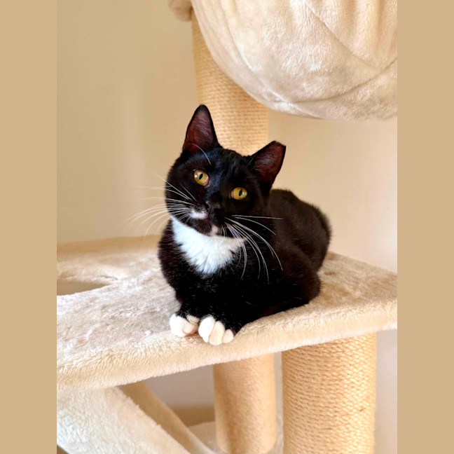 Photo of Angus