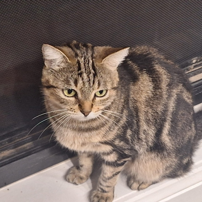 Photo of Whisper