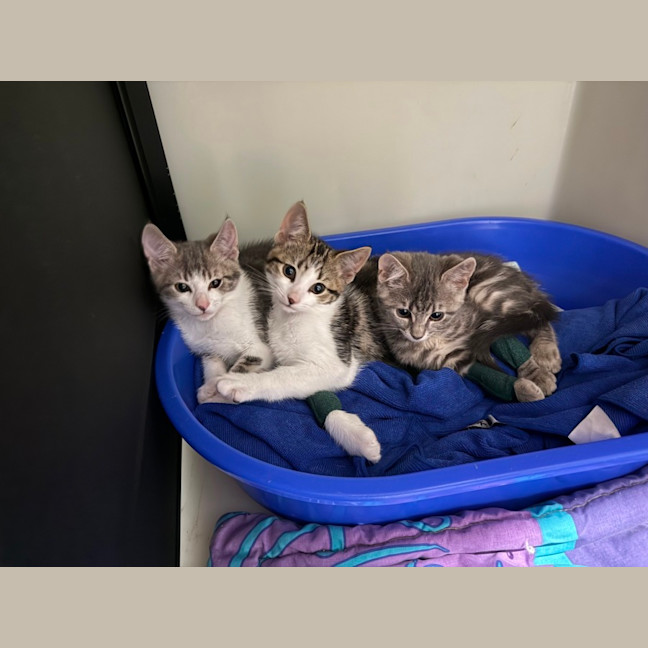 Photo of Primrose Meet Me At Petstock Keysborough