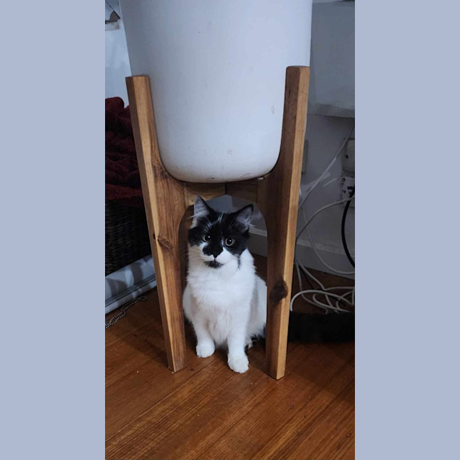 Photo of Spot
