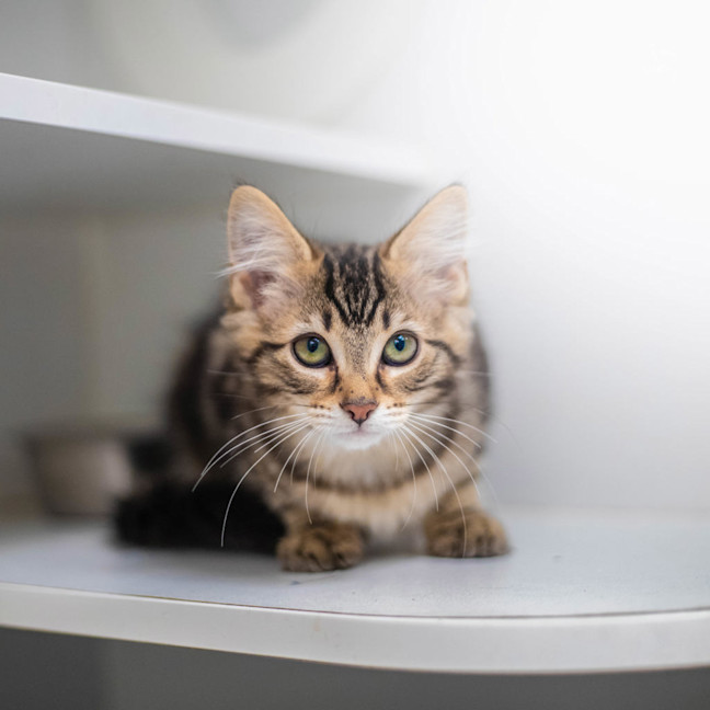 Photo of Slinky