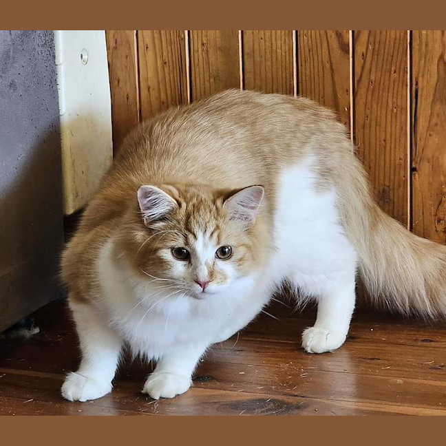 Photo of Percy