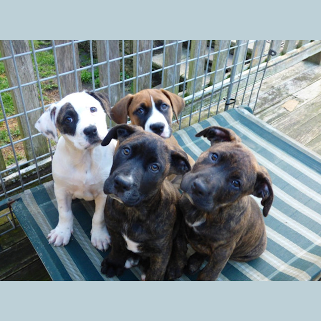 Photo of Tilli/Scout