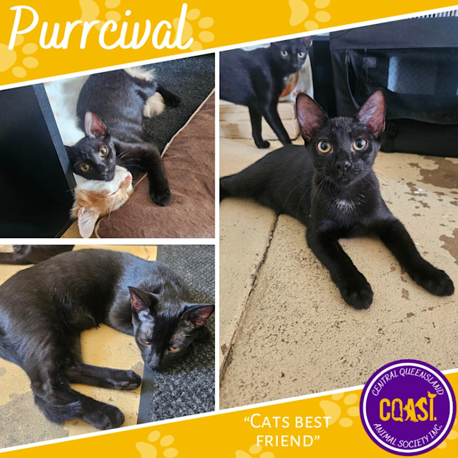 Photo of Purrcival