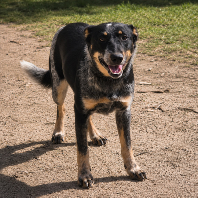 Photo of Cora
