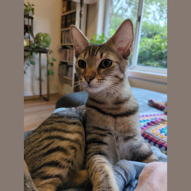 Photo of Nutmeg