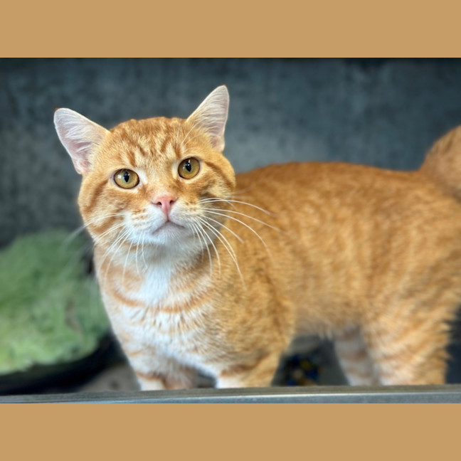 Photo of Captain