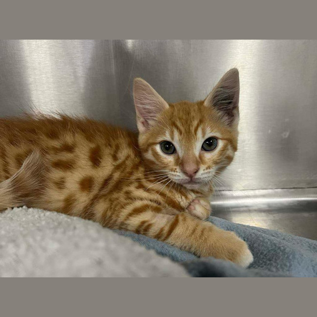 Photo of Crumpet   Located In Ashburton