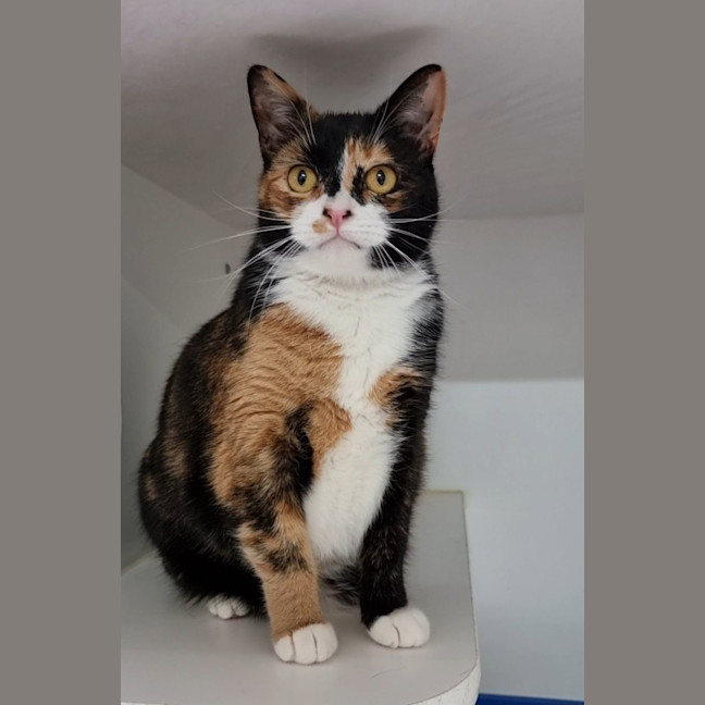 Photo of Boo