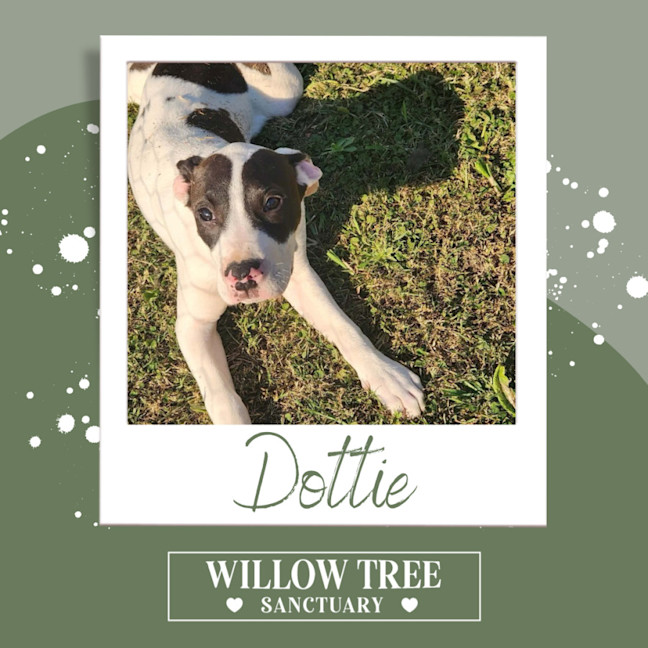 Photo of Dottie