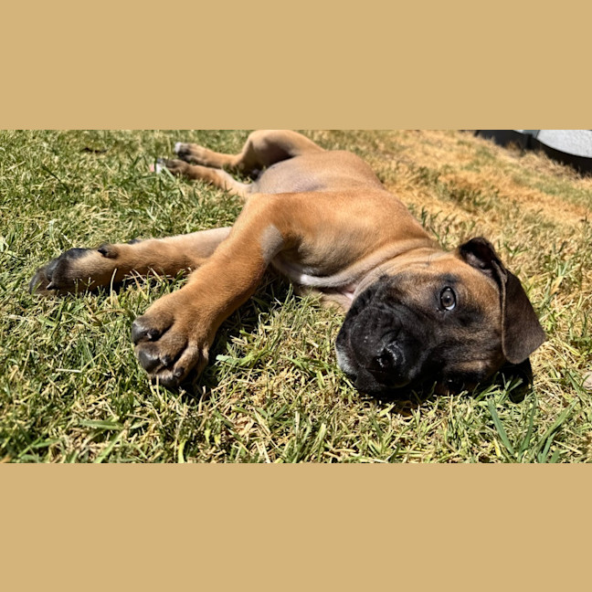 Photo of Titan (Was Tank)