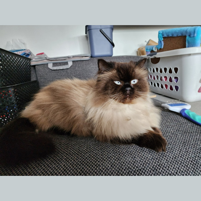 Photo of Dusty