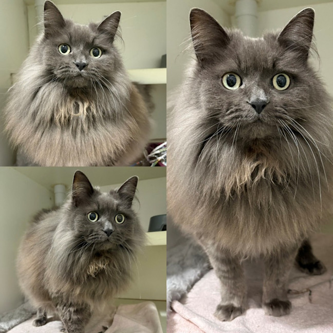 Photo of Indy