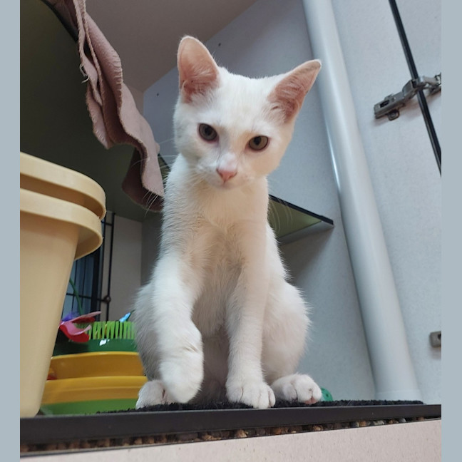 Photo of Gideon