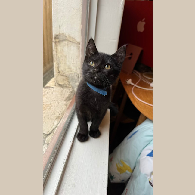 Photo of Maverick