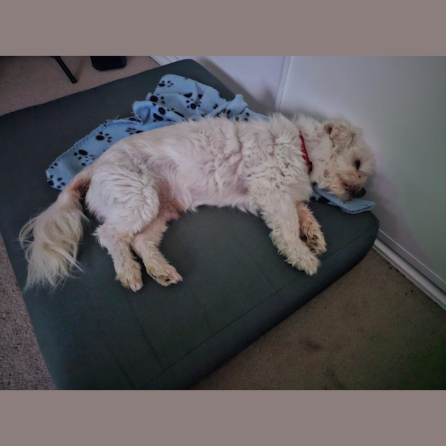 Photo of Doudou Bulleau