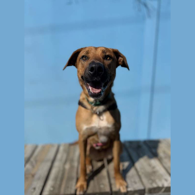 Photo of Bronco