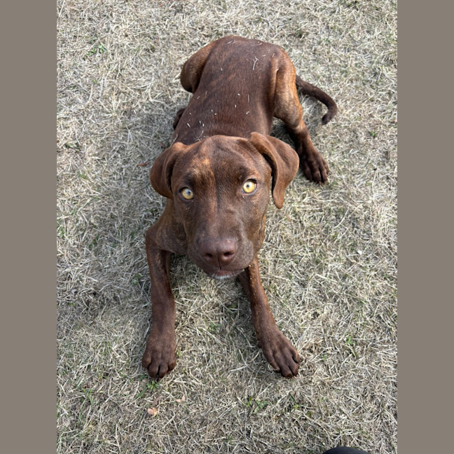 Photo of Sadie