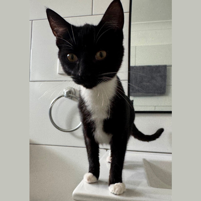 Photo of Tux