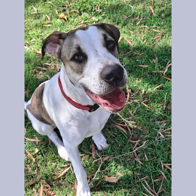 Photo of Clover *$350 Adoption Fee*